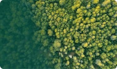 The 2 Billion Trees project