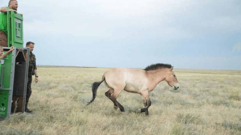 Reintroduction of the Przewalski horse
