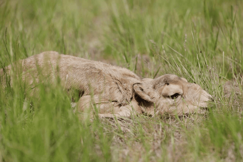 Conservation of saiga populations