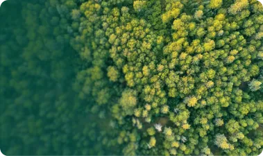 The 2 Billion Trees project